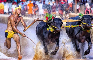 kambala 7 